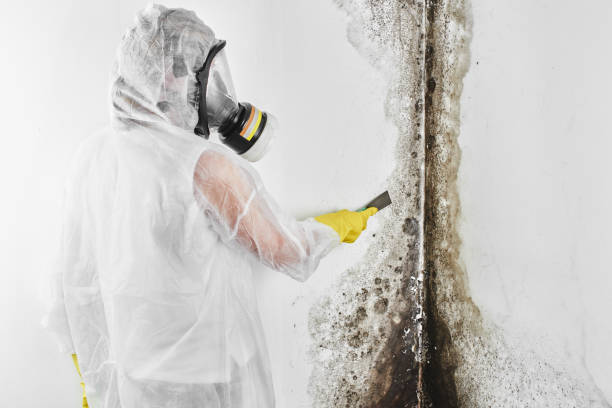 Best Residential Mold Removal  in Coconut Creek, FL