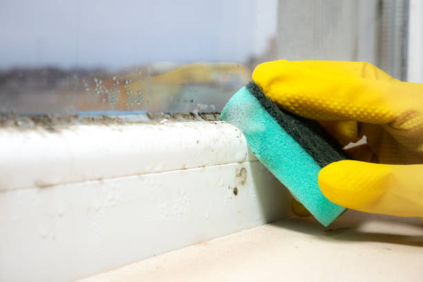 Best Toxic Mold Removal  in Coconut Creek, FL