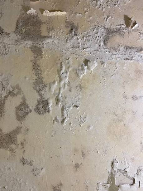 Best Fast Mold Removal  in Coconut Creek, FL