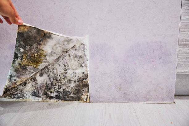 Best Mold Damage Repair  in Coconut Creek, FL